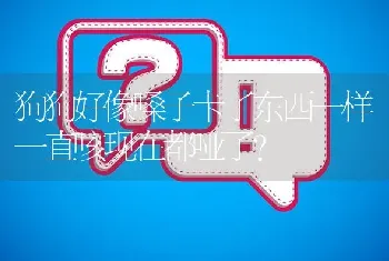 狗狗好像嗓子卡了东西一样一直咳现在都哑了？