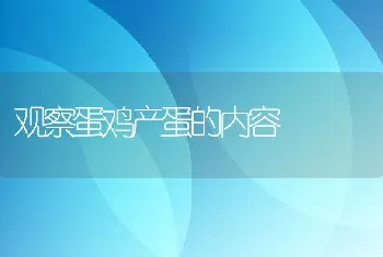 观察蛋鸡产蛋的内容