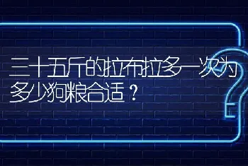 三十五斤的拉布拉多一次为多少狗粮合适？