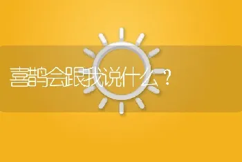 喜鹊会跟我说什么？