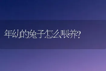 年幼的兔子怎么喂养？