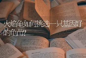 火焰龟如何挑选一只基因好的龟苗？