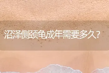 沼泽侧颈龟成年需要多久？