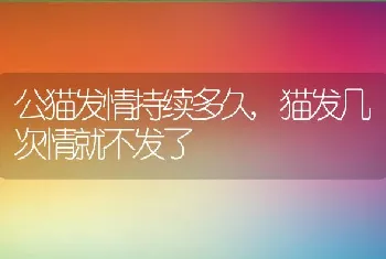 公猫发情持续多久，猫发几次情就不发了