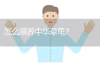 怎么喂养中华草龟？