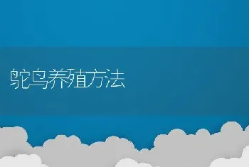 鸵鸟养殖方法