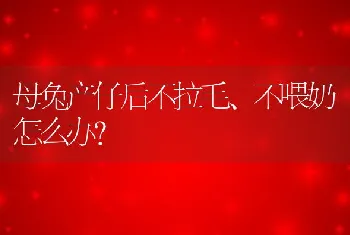 母兔产仔后不拉毛、不喂奶怎么办？