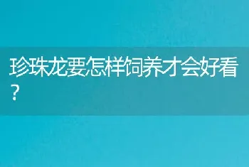 珍珠龙要怎样饲养才会好看？