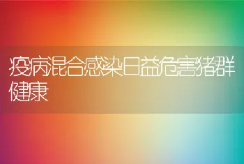 疫病混合感染日益危害猪群健康