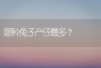 哪种兔子产仔最多？