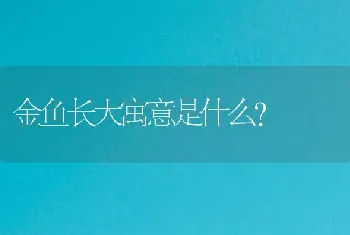 金鱼长大寓意是什么？