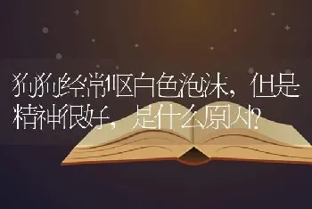 狗狗经常呕白色泡沫，但是精神很好，是什么原因？