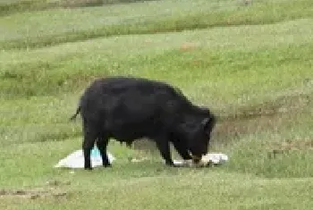 特种养殖野猪 微信销售致富