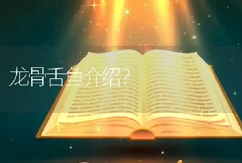 龙骨舌鱼介绍？