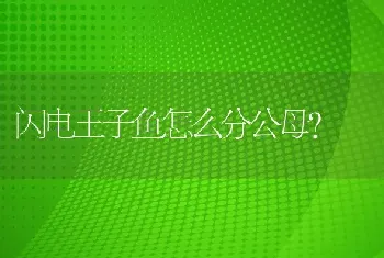 闪电王子鱼怎么分公母？