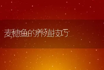 麦穗鱼的养殖技巧