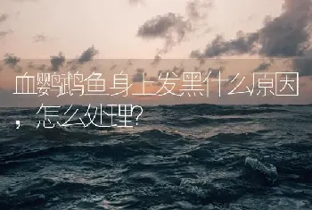 血鹦鹉鱼身上发黑什么原因，怎么处理？