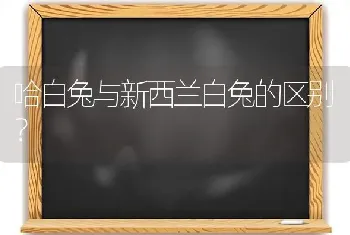 哈白兔与新西兰白兔的区别？