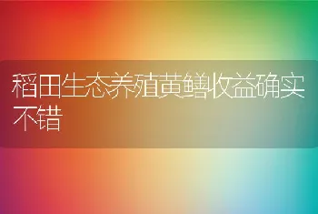 稻田生态养殖黄鳝收益确实不错