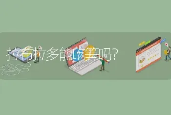 拉布拉多能吃笋吗？