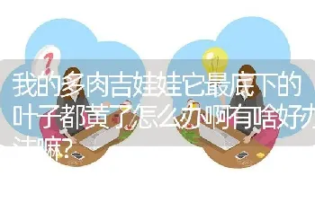 我的多肉吉娃娃它最底下的叶子都黄了怎么办啊有啥好办法嘛？