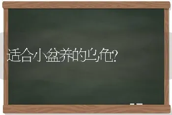 适合小盆养的乌龟？