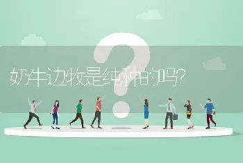 奶牛边牧是纯种的吗？