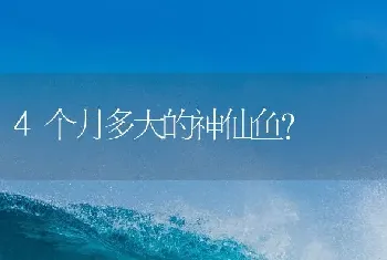 4个月多大的神仙鱼？