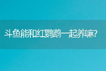 斗鱼能和红鹦鹉一起养嘛？