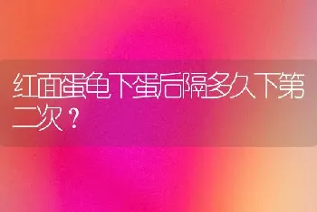 挪威森林猫吃什么？