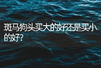 斑马狗头买大的好还是买小的好？