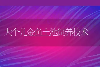 大个儿金鱼土池饲养技术