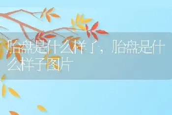 胎盘是什么样子，胎盘是什么样子图片