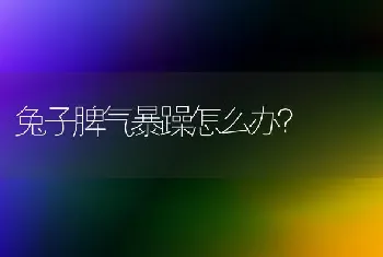 兔子脾气暴躁怎么办？