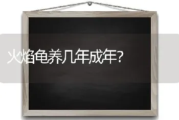 火焰龟养几年成年？