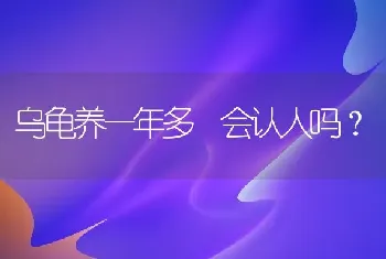 乌龟养一年多 会认人吗？