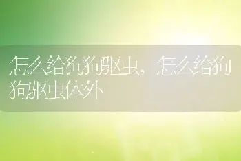 怎么给狗狗驱虫，怎么给狗狗驱虫体外