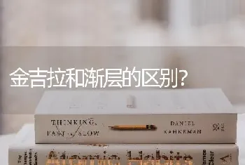 金吉拉和渐层的区别？