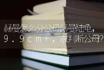 赫曼怎么分公母赫曼陆龟，9.9cm+，求判断公母？