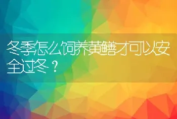 冬季怎么饲养黄鳝才可以安全过冬？