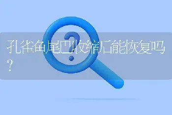 孔雀鱼尾巴收缩后能恢复吗？