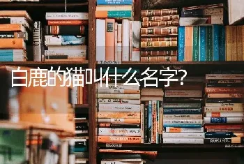 白鹿的猫叫什么名字？