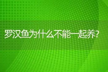 罗汉鱼为什么不能一起养？