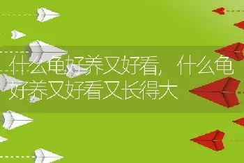 什么龟好养又好看，什么龟好养又好看又长得大