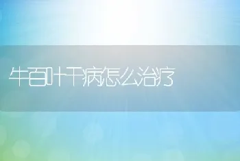 牛百叶干病怎么治疗