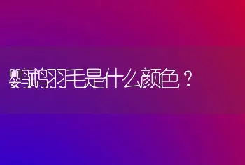 鹦鹉羽毛是什么颜色？