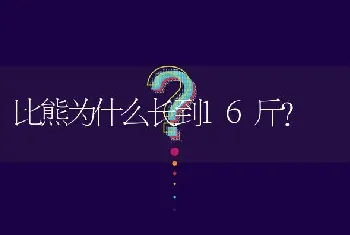 比熊为什么长到16斤？