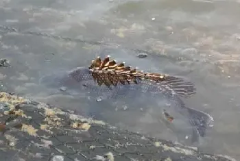 鳜鱼亲鱼的催产方法