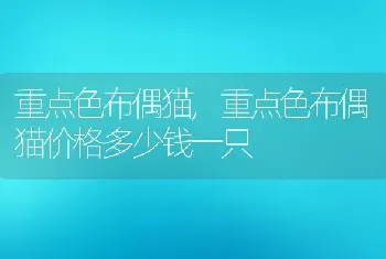 重点色布偶猫，重点色布偶猫价格多少钱一只