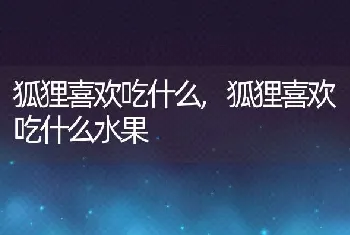 狐狸喜欢吃什么，狐狸喜欢吃什么水果